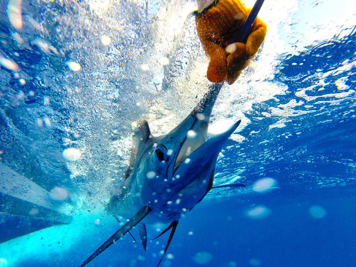 Sortie de pêche à la journée ou demi journée au bord des côtes du Costa Rica - Corcovado